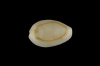 藏品(金環寶螺)的圖片